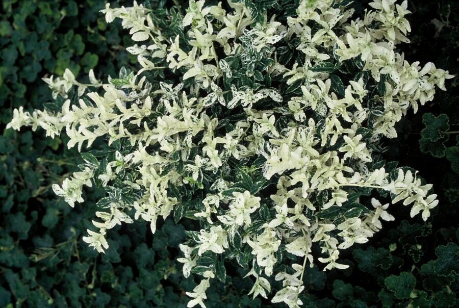 Euonymus fort. 'Harlequin' - Kardinaalshoed