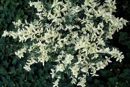 Euonymus fort. 'Harlequin' - Kardinaalshoed