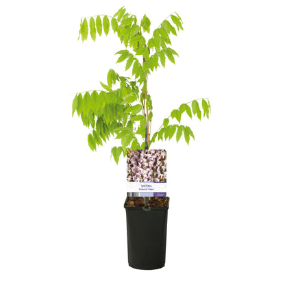 Wisteria floribunda 'Rosea' - Blauwe Regen