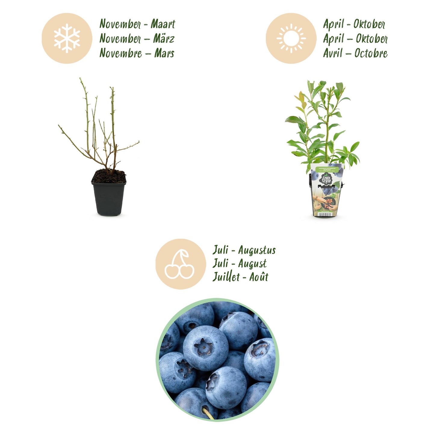 Vaccinium corymbossum 'Bluegold' - Blauwe bes - 3 planten - Pot 9cm