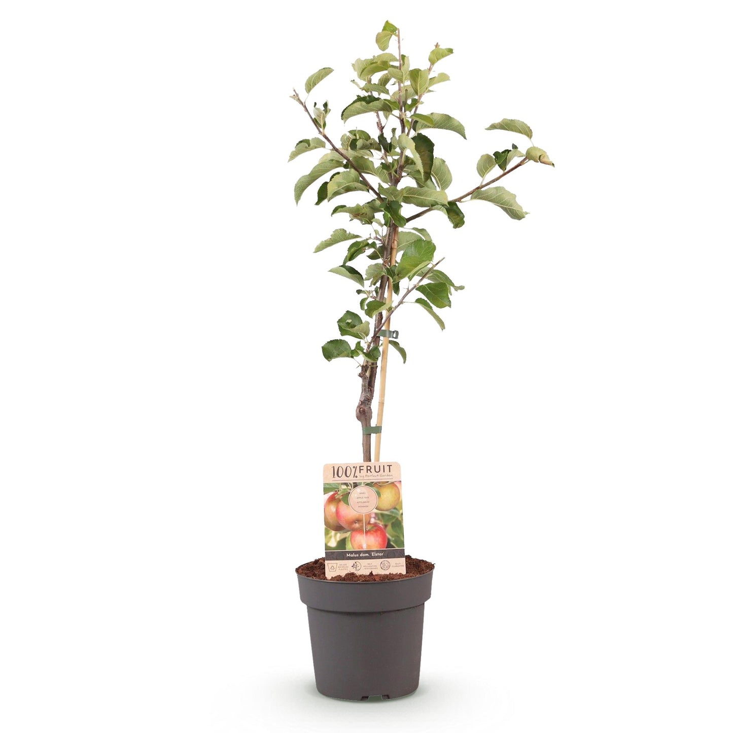 Malus domestica 'Elstar' - Appelboom - hoogte 90cm