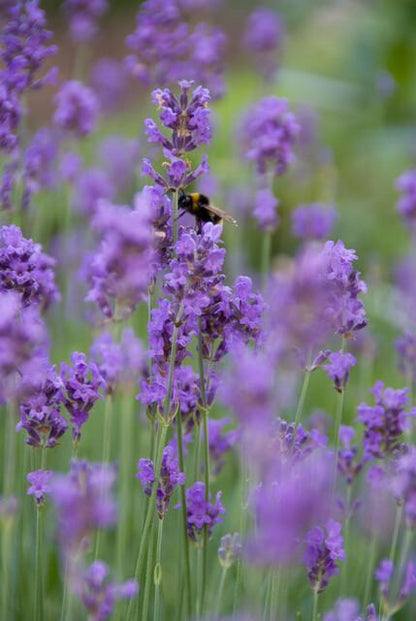 Lavandula angustifolia 'Munstead' - Lavendel