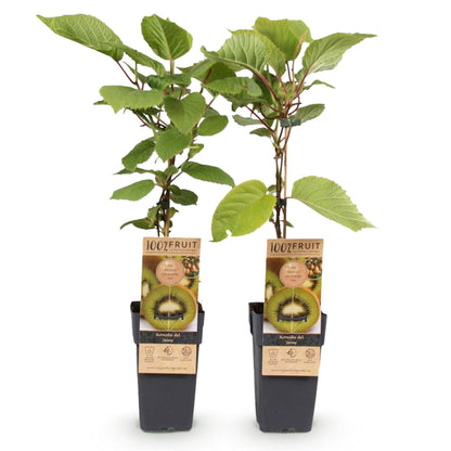 Actinidia deliciosa 'Jenny' - zelfbestuivende Kiwiplant