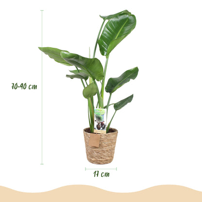 Stelitzia Nicolai - Paradijsvogelbloem - incl. mand - pot 17cm - hoogte 70-90cm