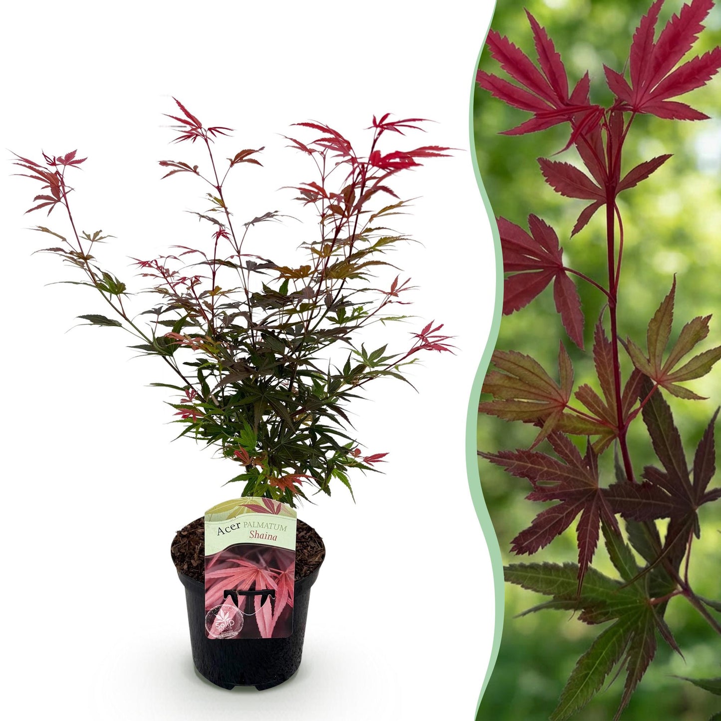 Acer palmatum 'Shaina' - Japanse Esdoorn - hoogte 70cm
