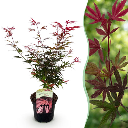 Acer palmatum 'Shaina' - Japanse Esdoorn - hoogte 70cm