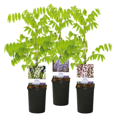 Wisteria floribunda 'Tricolour' - Blauwe Regen - Bloemen; blauw, roze & wit