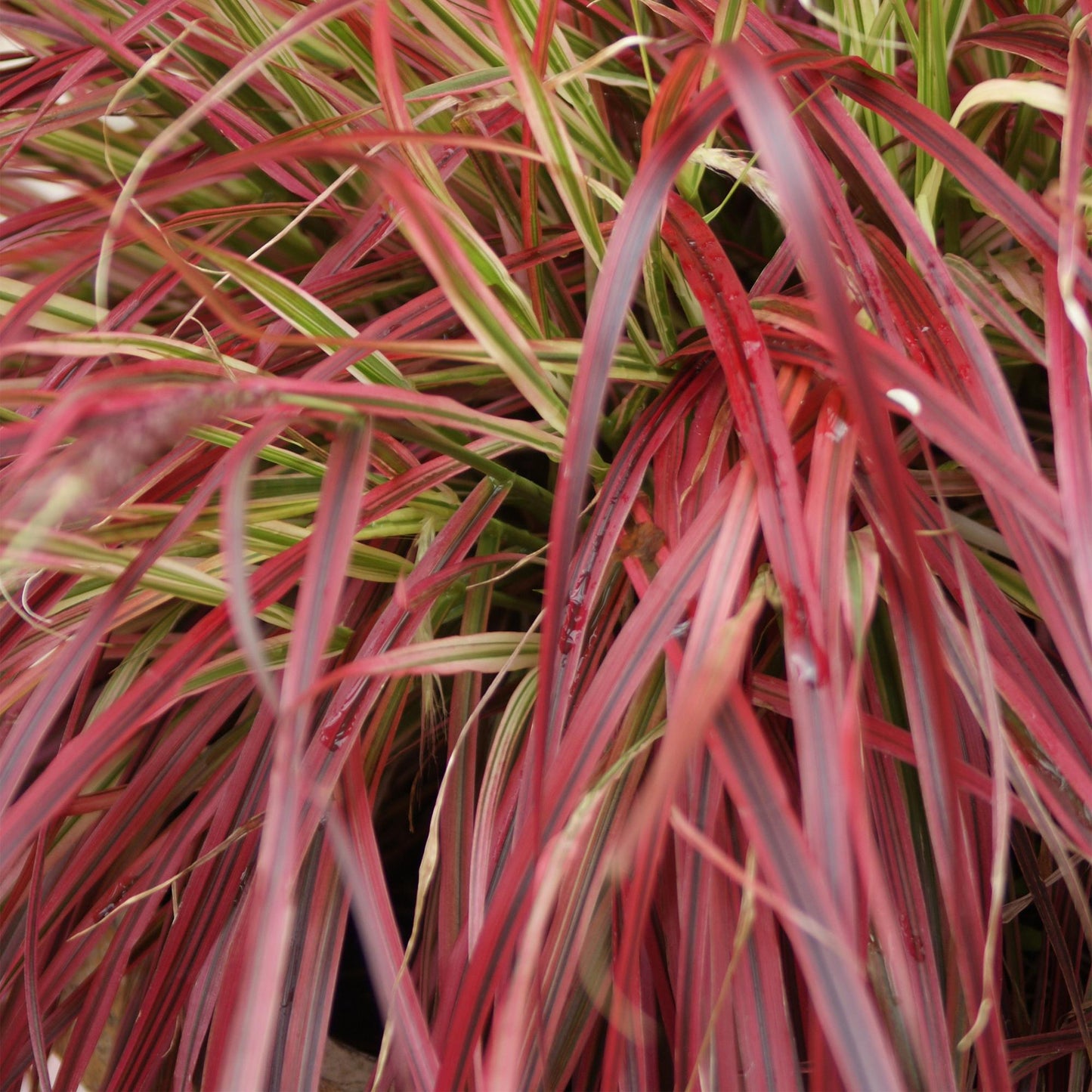 Green boutiQ - Siergrassen - Uncinia rubra Everflame  - Rood - 1 Plant - Groenblijvend - Winterhard - Pot 17cm Hoogte 50cm