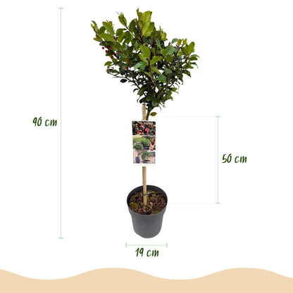 Ilex meserveae 'Blue Maid' op stam - Hulst - hoogte 90cm