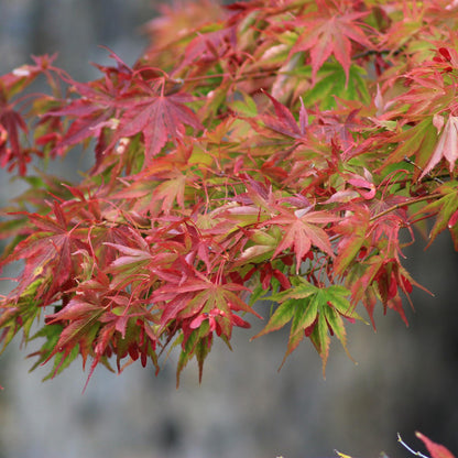 Acer palmatum 'Beni Maiko' - Japanse Esdoorn - hoogte 70cm
