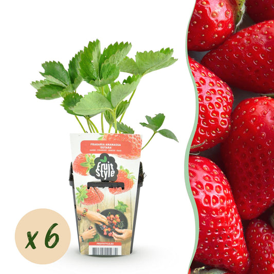 Fragaria 'Elvira' - winterharde Aardbei - 6 planten - Pot 9cm