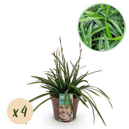 Green boutiQ - Siergrassen -  Carex morrowii Irish Green - Groen & Geel - 4 Planten - Bladhoudend - Weinig Onderhoud - Pot 17cm Hoogte 50cm