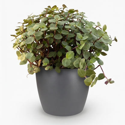 Calissia repens - Kattengras - incl. pot grijs - pot 12cm - hoogte 17-20cm
