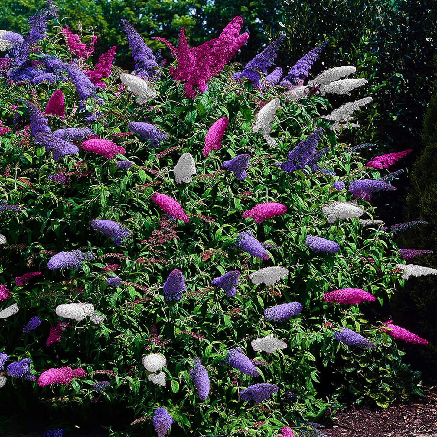 Buddleja davidii 'Tricolour' - Vlinderstruik - hoogte 30cm