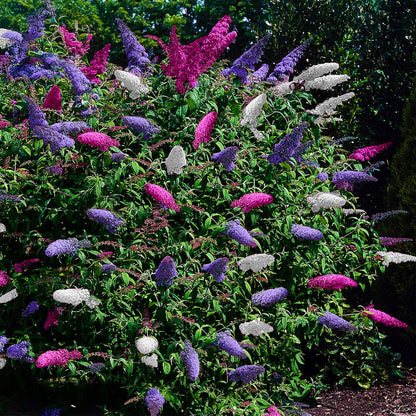 Buddleja davidii 'Tricolour' - Vlinderstruik - hoogte 30cm