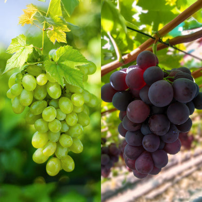 Vitis vinifera 'Himrod' & Vitis vinifera 'Vanessa' - Blauw & Witte Druif
