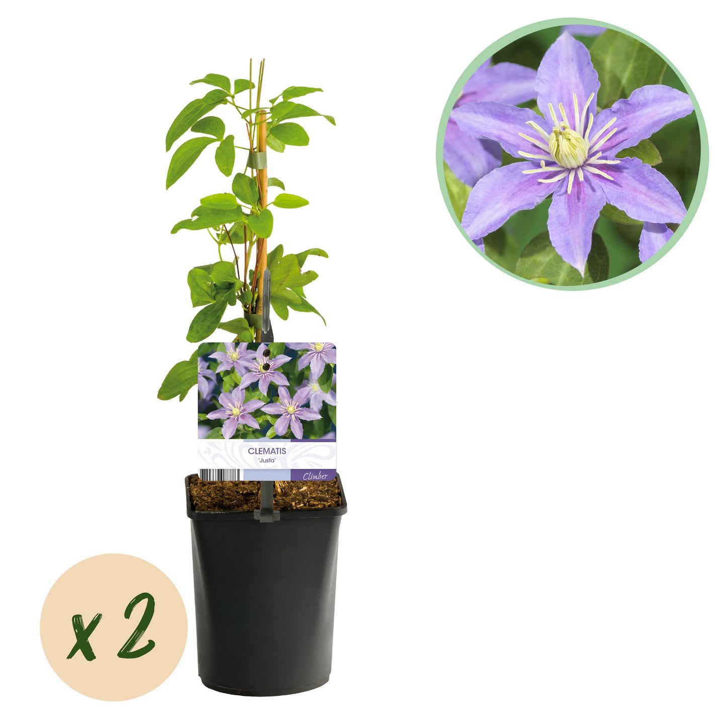 Clematis 'Justa' - Clematis - 2 planten - Pot 11cm - Hoogte 40cm