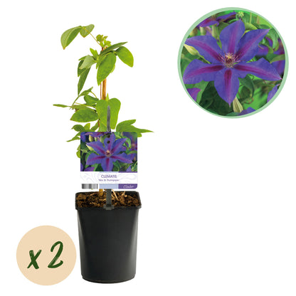 Clematis 'Mrs. N. Thompson' - Clematis - 2 planten - Pot 11cm - Hoogte 40cm
