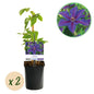 Clematis 'Mrs. N. Thompson' - Clematis - 2 planten - Pot 11cm - Hoogte 40cm
