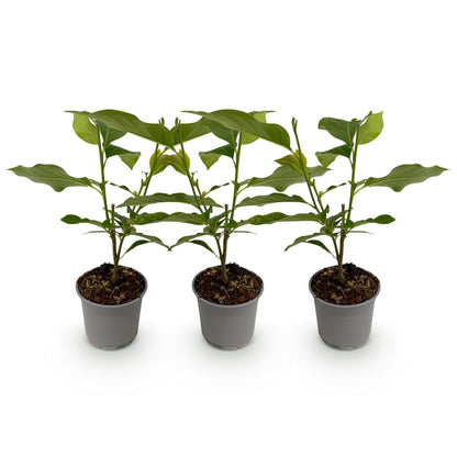Green boutiQ - Tuinplant - Magnolia Susan - Bloem Paars - 3 Planten - Bladverliezend - Weinig Onderhoud - Pot 12cm Hoogte 30cm