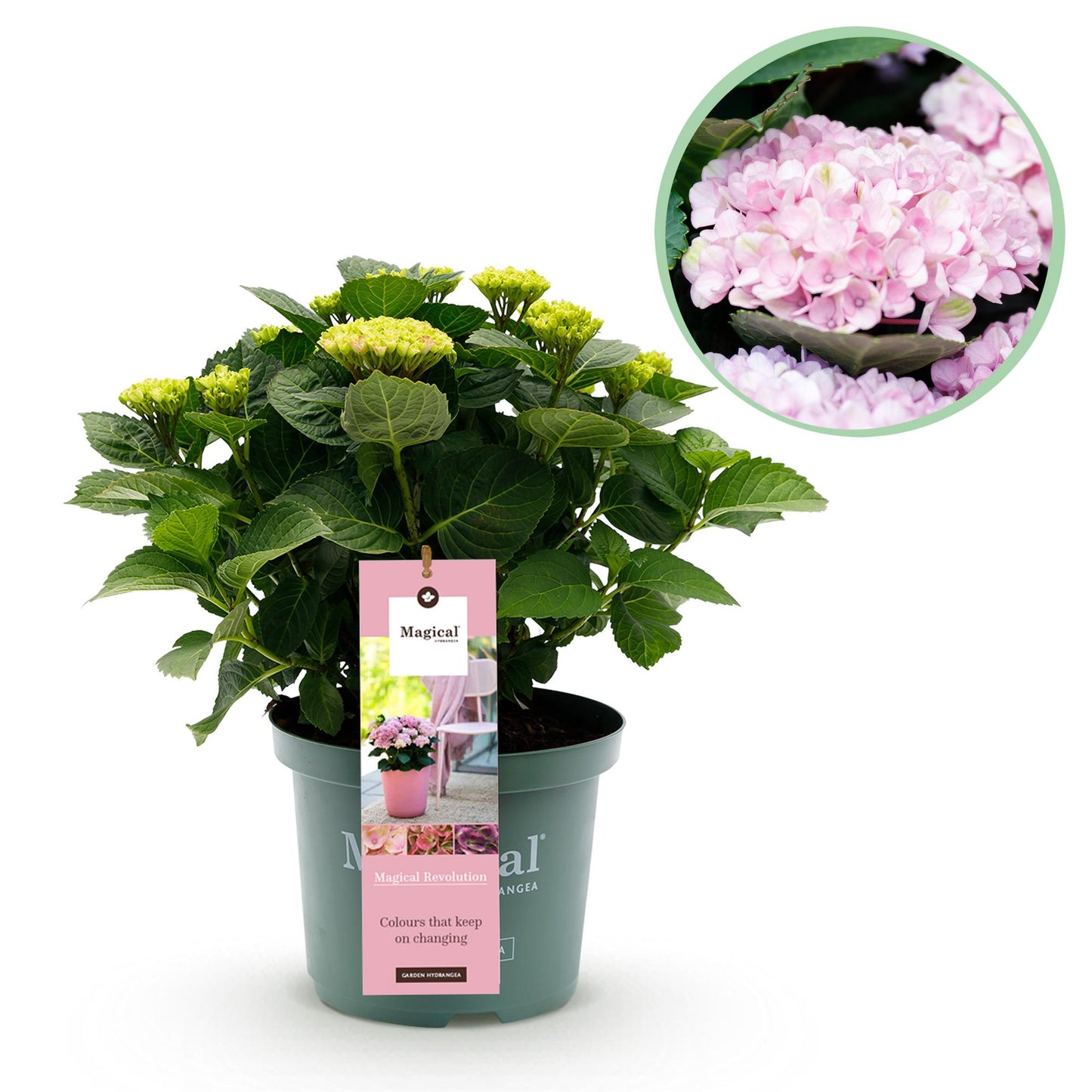 Hydrangea 'Magical Revolution Pink' - Roze Hortensia - 6-10 Bloemen - hoogte 55cm