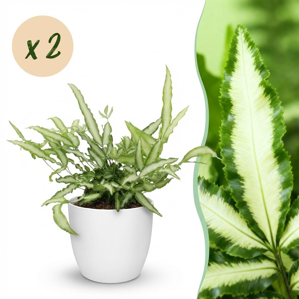 Green boutiQ - Kamerplant - Pteris cretica Albolineata - Lintvaren - Huisdiervriendelijke Plant - Groen - 2 Planten - met Potter Wit - Pot 12cm - Hoogte 20cm