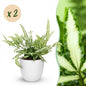 Green boutiQ - Kamerplant - Pteris cretica Albolineata - Lintvaren - Huisdiervriendelijke Plant - Groen - 2 Planten - met Potter Wit - Pot 12cm - Hoogte 20cm