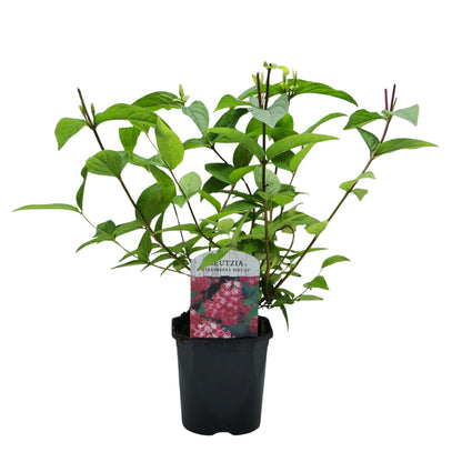 Deutzia 'Strawbery Fields' - Bruidsbloem - hoogte 45cm