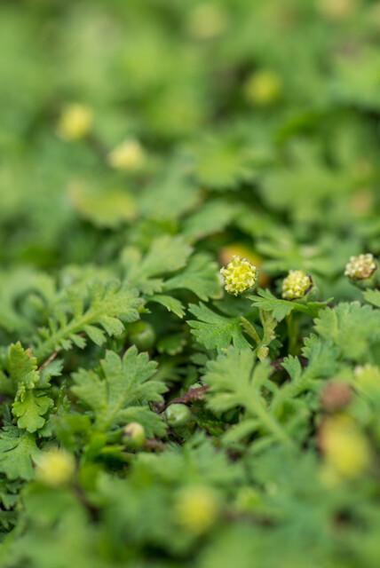 Leptinella squalida - Koperknoopje