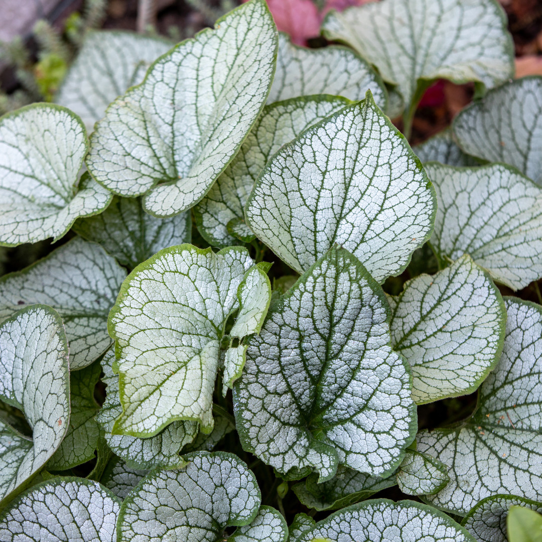 Brunnera macrophylla 'Jack frost'- Kaukasisch vergeet-mij-nietje