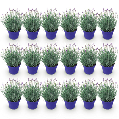 Green boutiQ - Tuinplant - Lavandula angustifolia Hidcote - Lavendel - Winterhard - Paars - 18 Planten - Pot 12cm - Hoogte 15-25cm