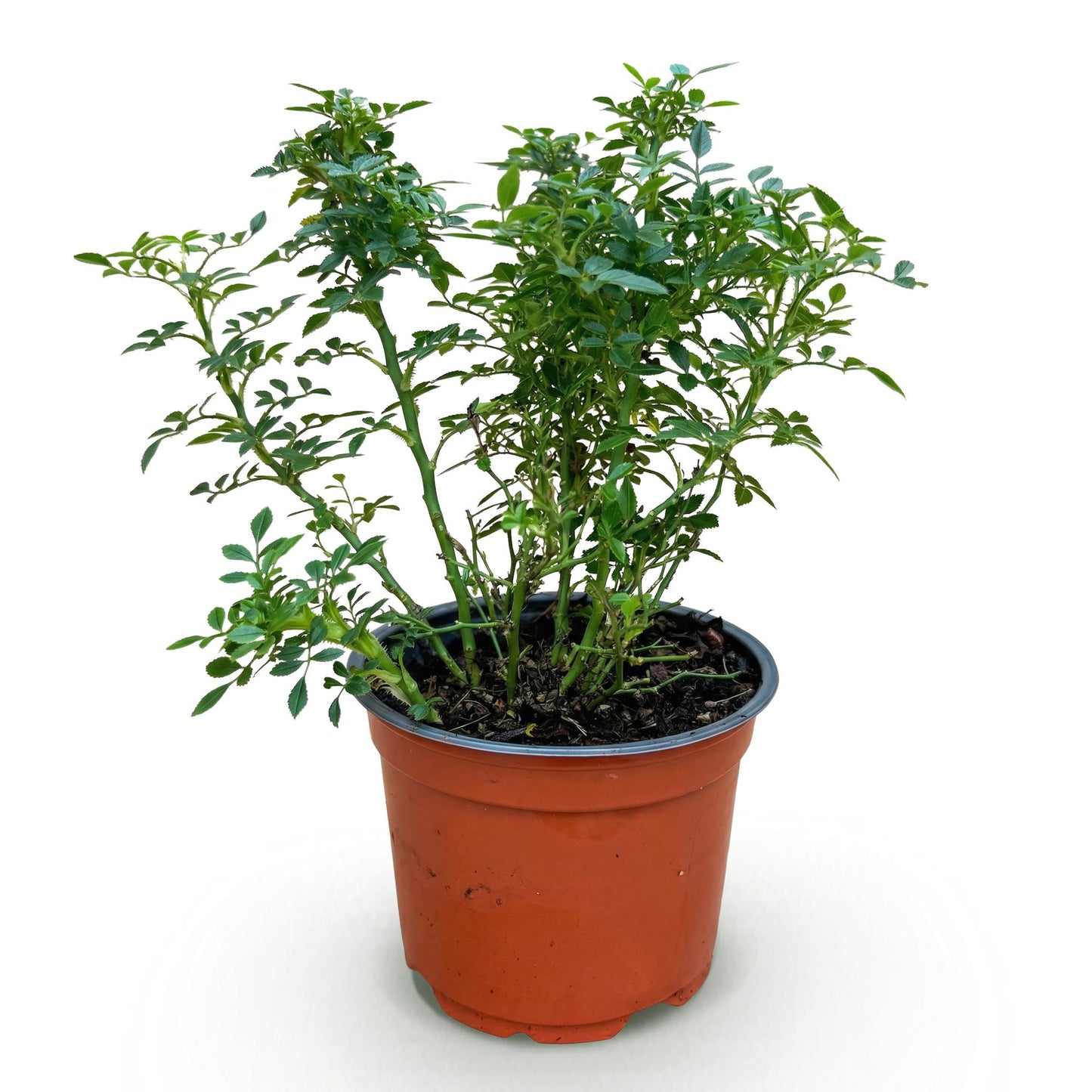 Rosa 'Cutie Pie' - Roos - hoogte 20-25cm