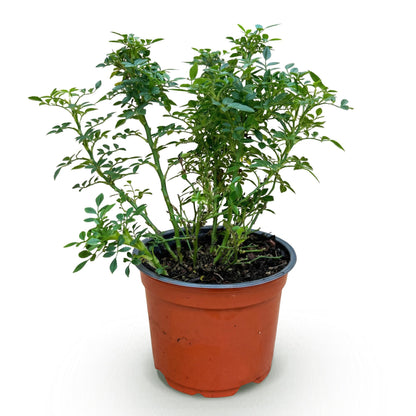 Rosa 'Cutie Pie' - Roos - hoogte 20-25cm