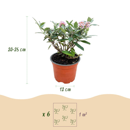 Green boutiQ - Tuinplant - Buddleja davidii Butterfly Candy Little Pink - Vlinderstruik - Compact - Roze - 3 Planten - Pot 12cm - Hoogte 20-25cm