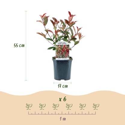 Photinia fraseri 'Carre Rouge' - Glansmispel - 6 planten - pot 17cm - hoogte 55cm