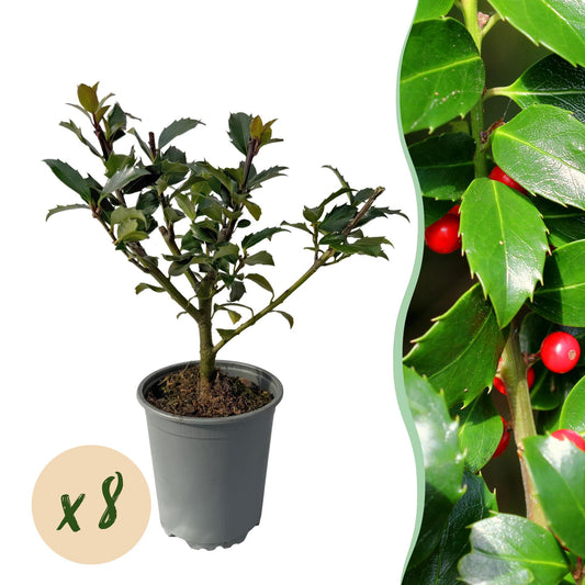 Ilex mes. 'Blue Maid' - blauwe Hulst - hoogte 25-30cm