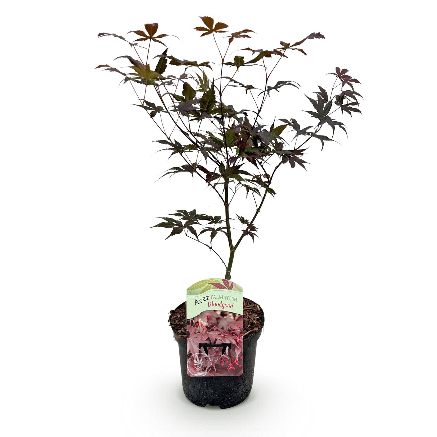 Acer palmatum 'Bloodgood' - Japanse Esdoorn - hoogte 70cm