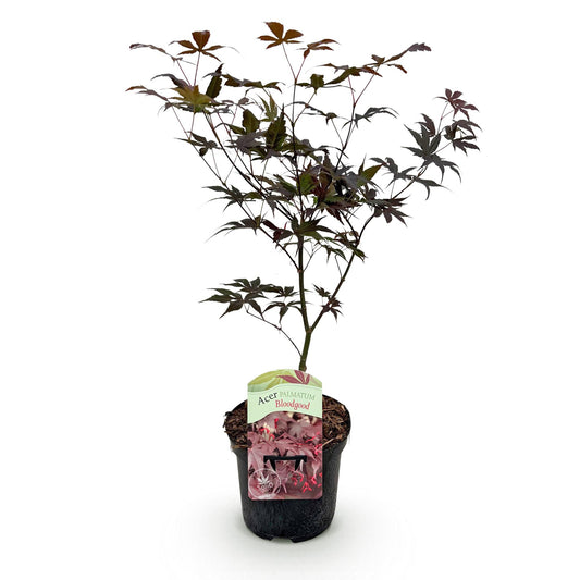 Acer palmatum 'Bloodgood' - Japanse Esdoorn - hoogte 70cm