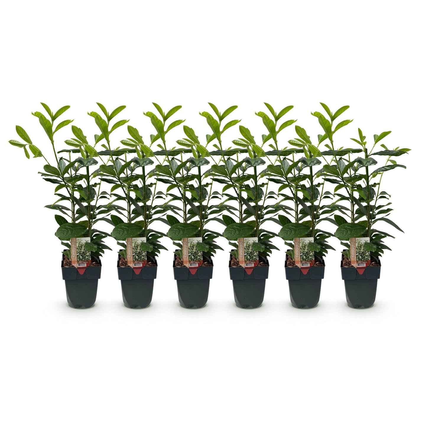 Prunus laurocerasus 'Novita' - Laurierkers - hoogte 50cm