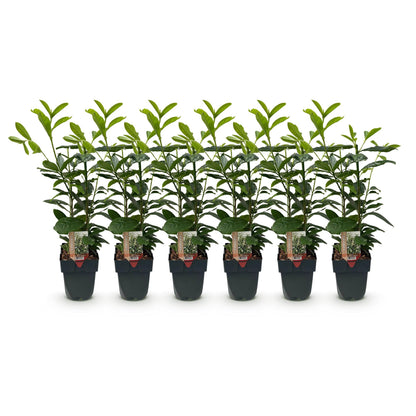 Prunus laurocerasus 'Novita' - Laurierkers - hoogte 50cm