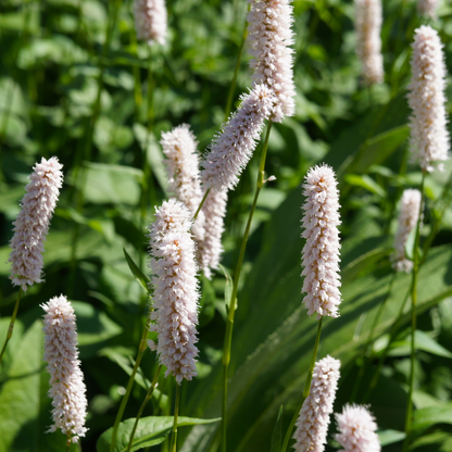 Persicaria bistorta 'Superba' - Adderwortel