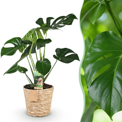 Monstera Deliciosa - Gatenplant - 1 plant - pot 17cm - hoogte 50-55cm