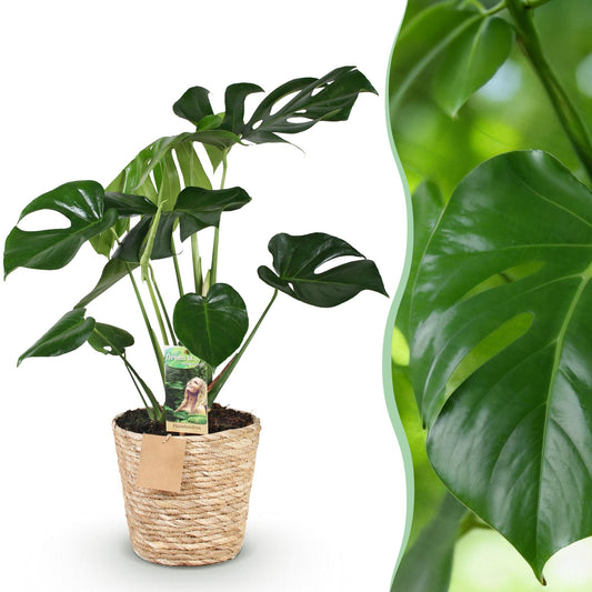 Monstera Deliciosa - Gatenplant - 1 plant - pot 17cm - hoogte 50-55cm