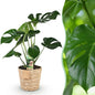 Monstera Deliciosa - Gatenplant - 1 plant - pot 17cm - hoogte 50-55cm