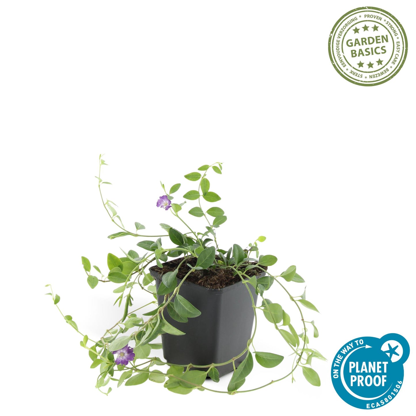 Vinca minor 'Atropuperea' - kleinbladige Maagdenpalm