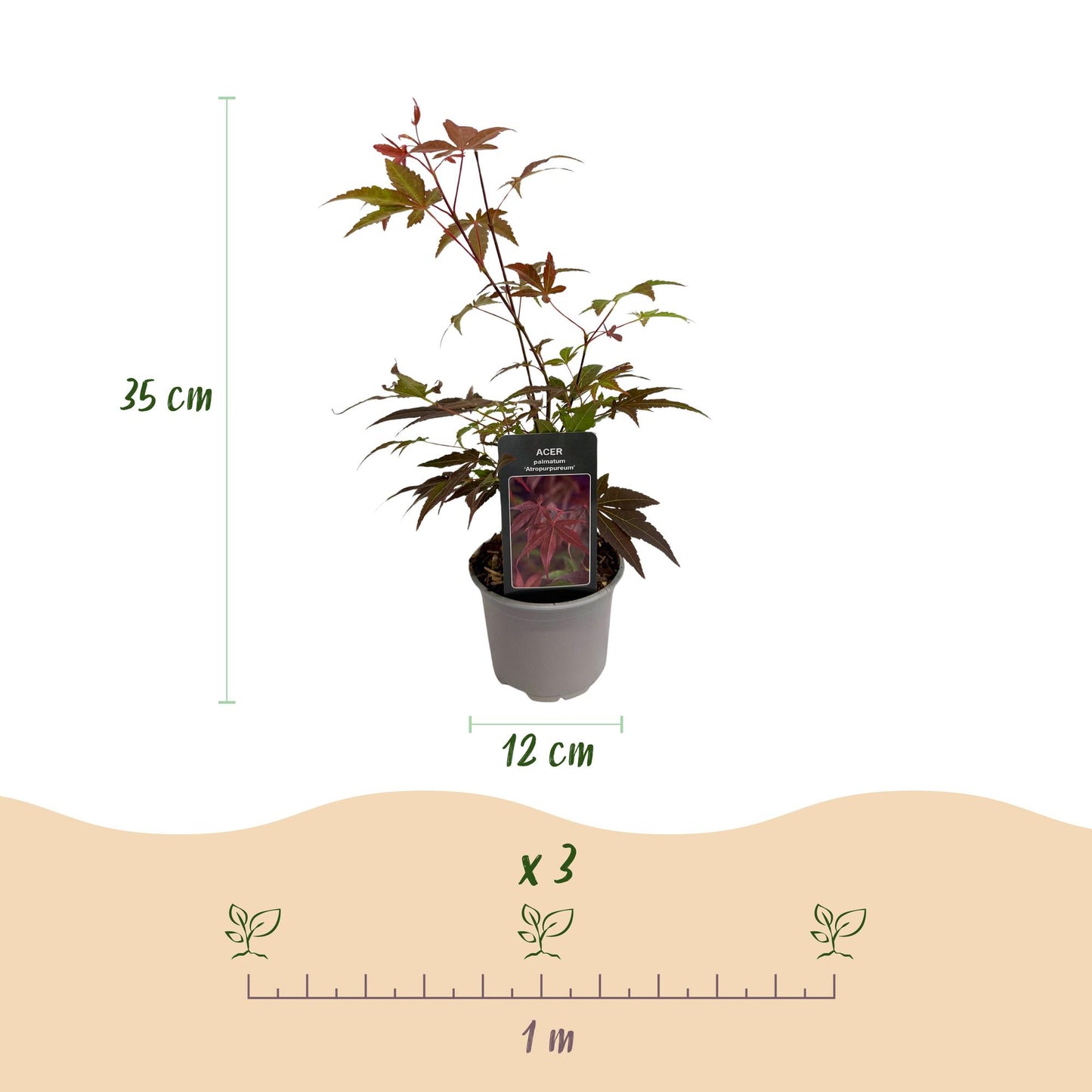 Green boutiQ - Tuinplant - Acer palmatum Atropurpureum - Paars - 3 Planten - Blad verliezend - Weinig Onderhoud - Pot 12cm Hoogte 35cm