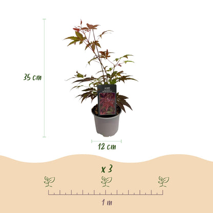 Green boutiQ - Tuinplant - Acer palmatum Atropurpureum - Paars - 3 Planten - Blad verliezend - Weinig Onderhoud - Pot 12cm Hoogte 35cm