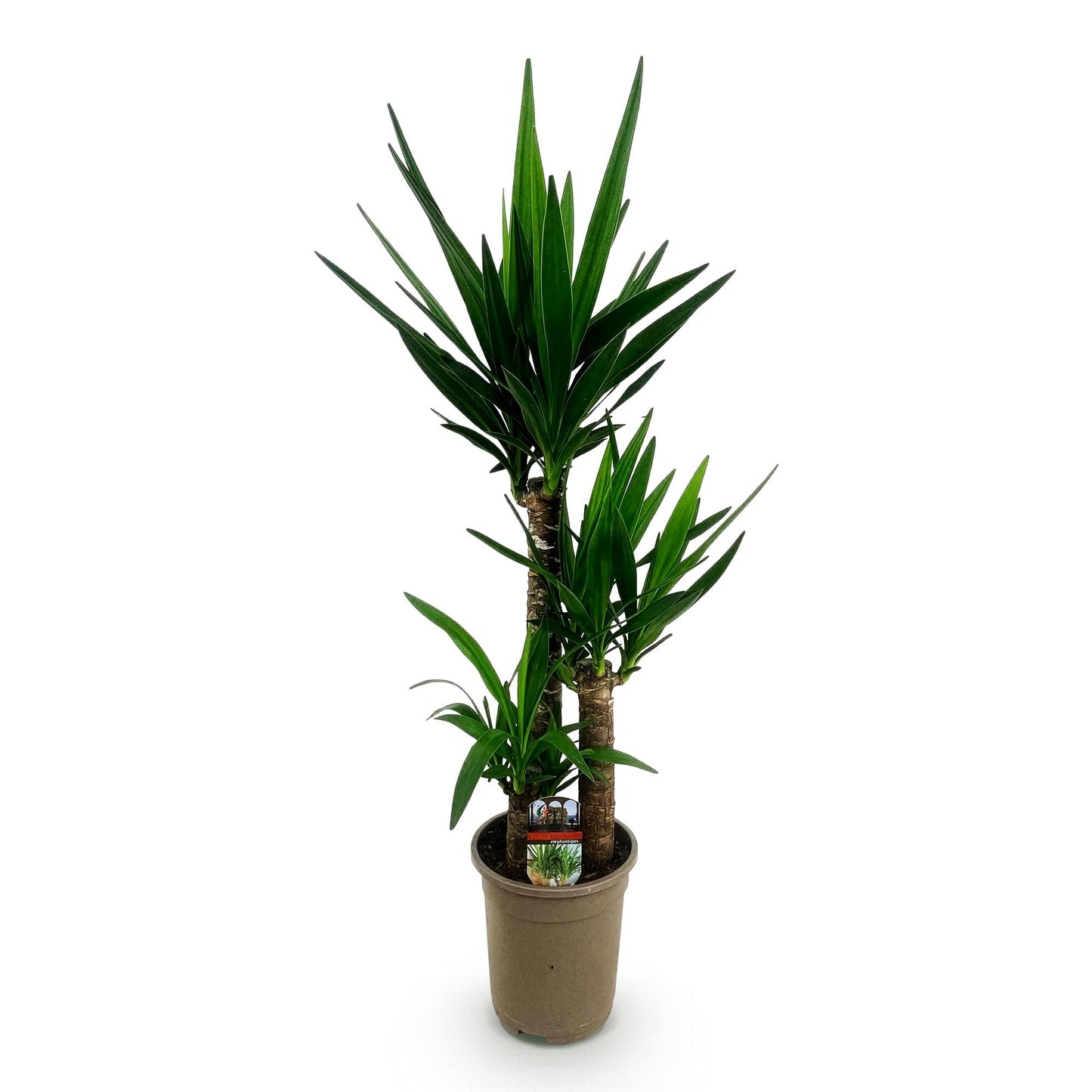 Yucca elephantipes - Palmlelie - pot 21cm - hoogte 100cm