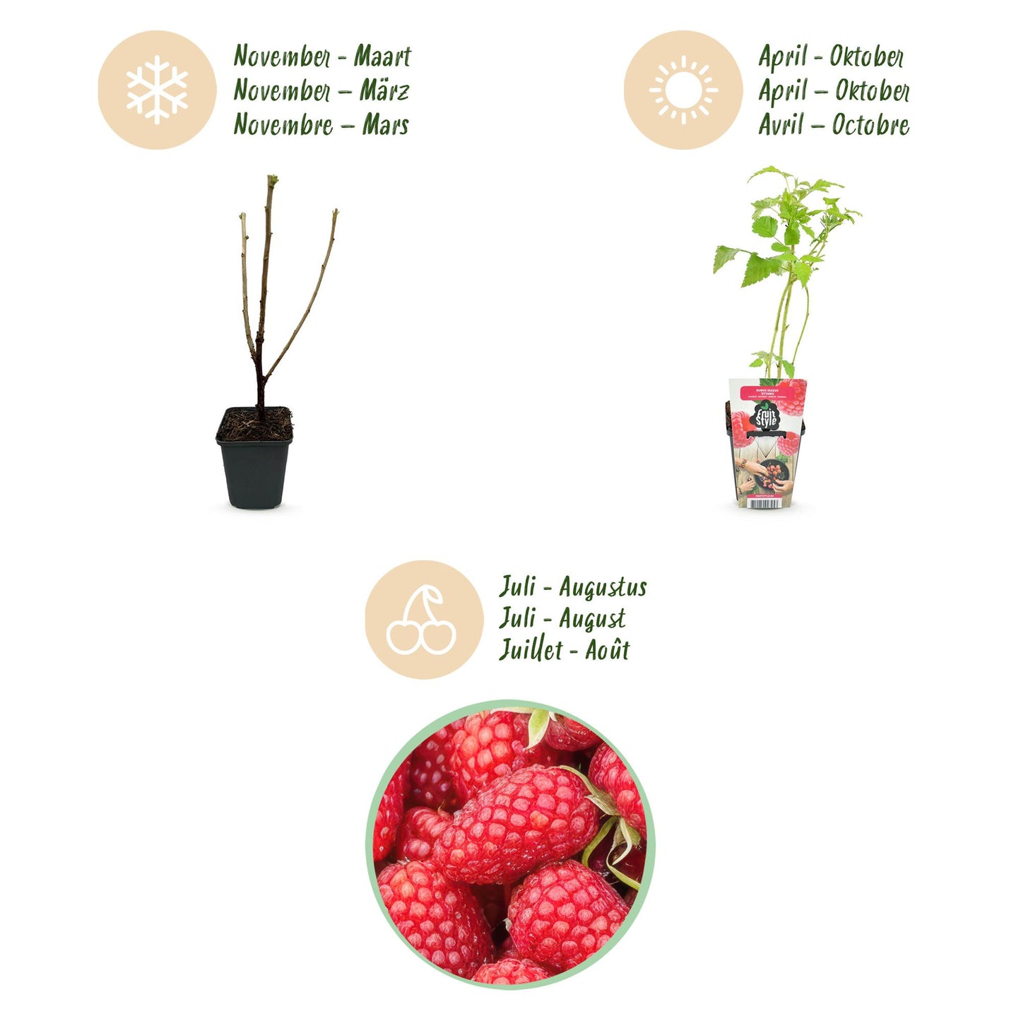 Rubus idaeus 'Heritage' - Rode Framboos