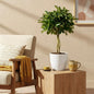 Schefflera Gold Capelle - Vingerboom - incl. pot wit - pot 21cm - hoogte 70-80cm